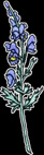 Aconite