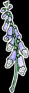 Foxglove