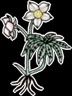 Hellebore