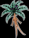 Mandrake